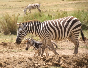 careful-zebra-mother-4-1426657-m